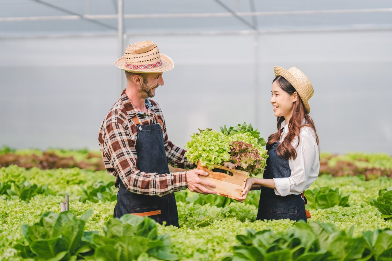 Hydroponic vegetable garden owner man and woman couple harvesting fresh organic salad in greenhouse