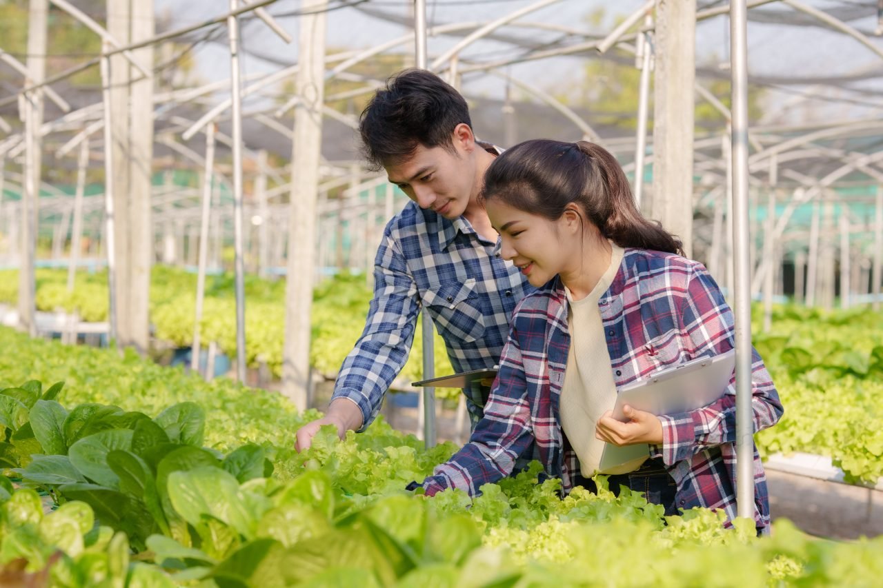 Hydroponics. Smiling young Asian couple farmer harvest organic vegetable salad from farm garden.